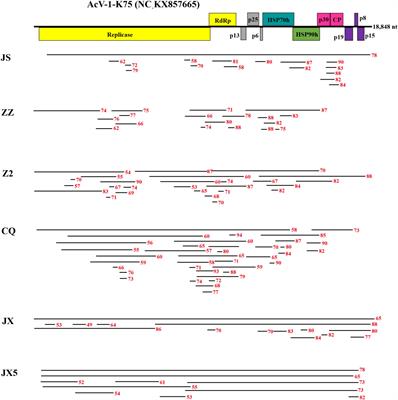 Next-Generation Sequencing Combined With Conventional Sanger Sequencing Reveals High Molecular Diversity in Actinidia Virus 1 Populations From Kiwifruit Grown in China